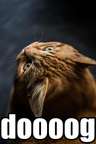 distorted image of a cat, labelled 'doooog'